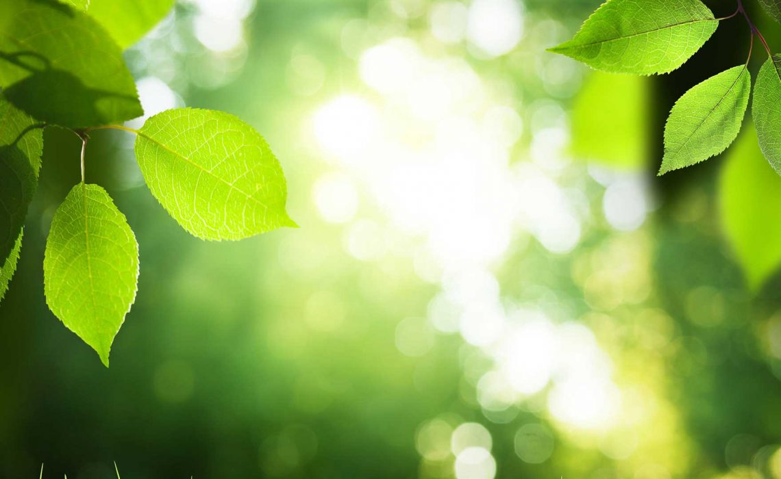 Morganstone - carbon comittment