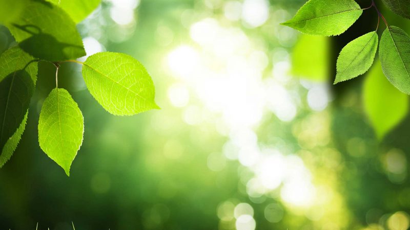 Morganstone - carbon comittment